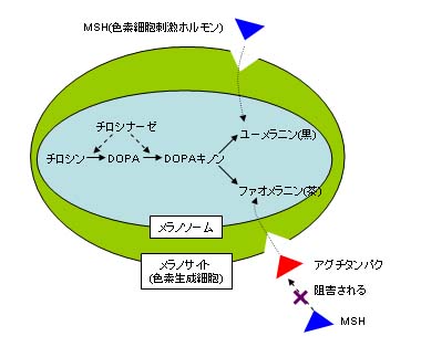 メラニン生成
