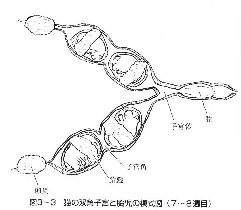 ネコの子宮