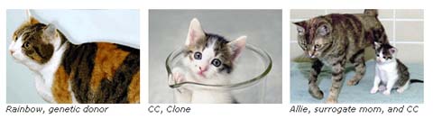 三毛猫のクローン